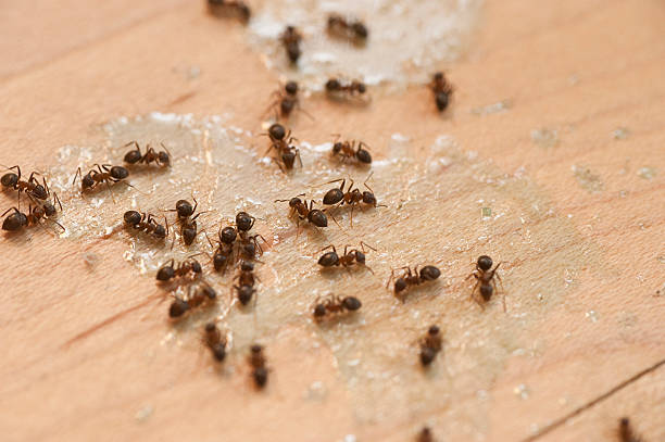 Best Mosquito Control Services  in Queen Anne, MD